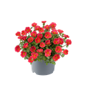 Afbeelding van Ej Portulaca P19 Tropical punch